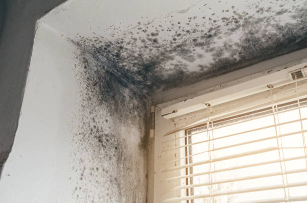 Affordable Attic Mold Remediation solutions in Newton, IL