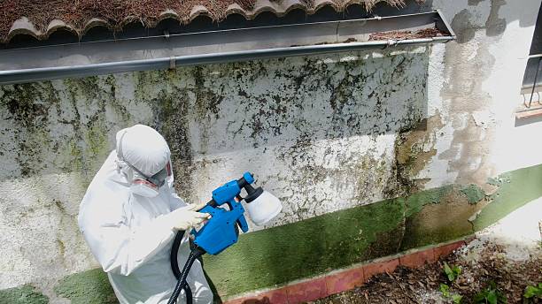 Top rated local Attic Mold Remediation specialists in Newton, IL